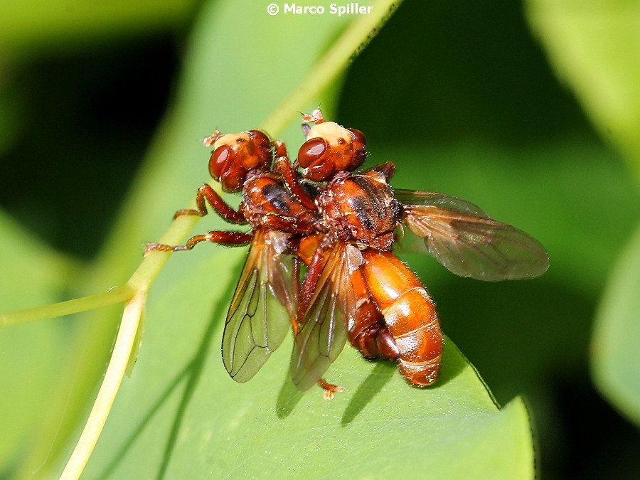 Sicus ferrugineus (Conopidae) in copula